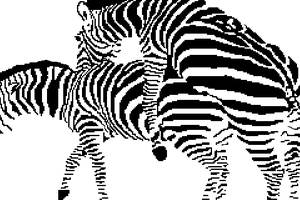 Fucking Zebras by OhLi