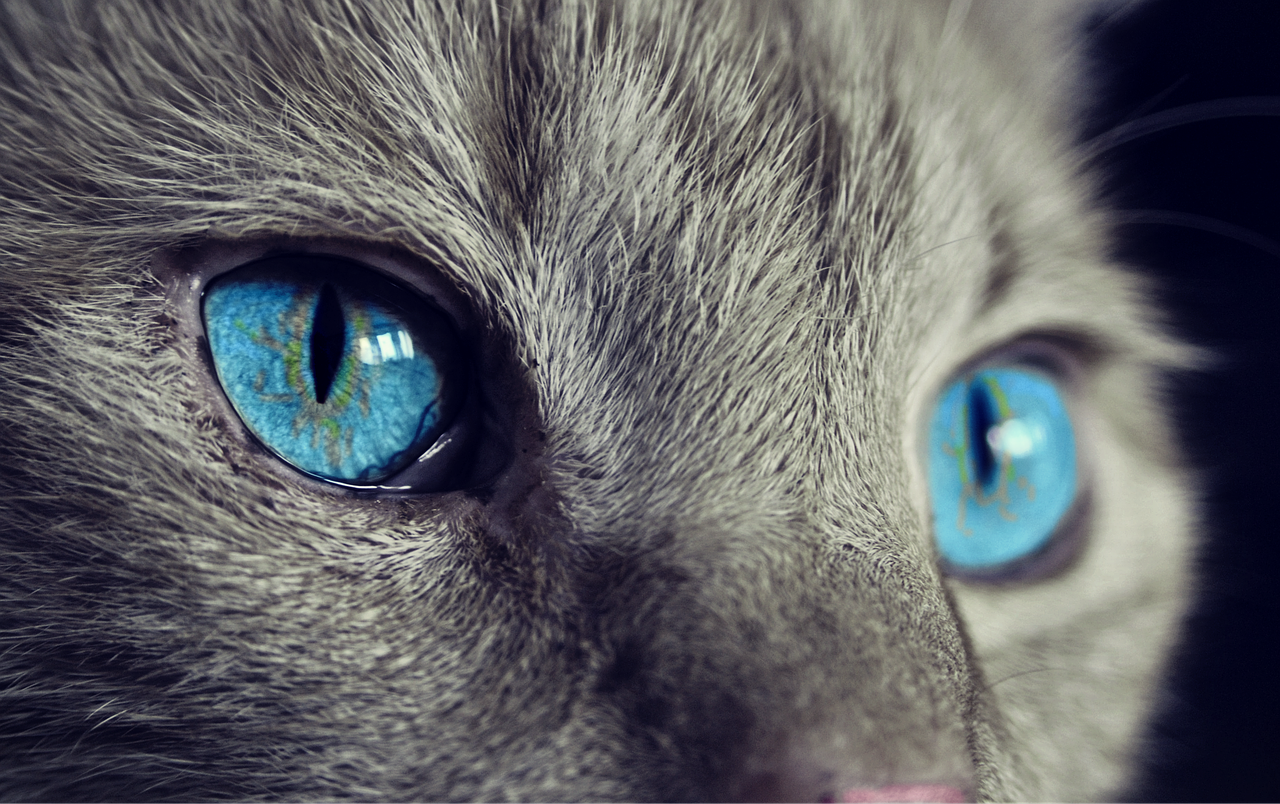 Image - cat animal cat s eyes eyes pet