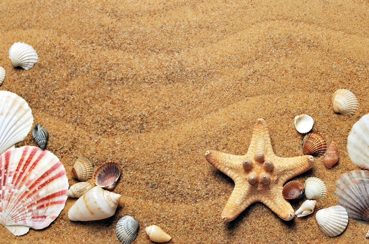 Image - sea sand coast beach seashells