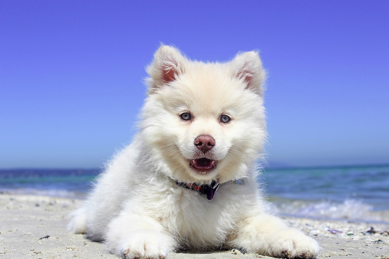 Image - beach puppy dog finnishlapphund