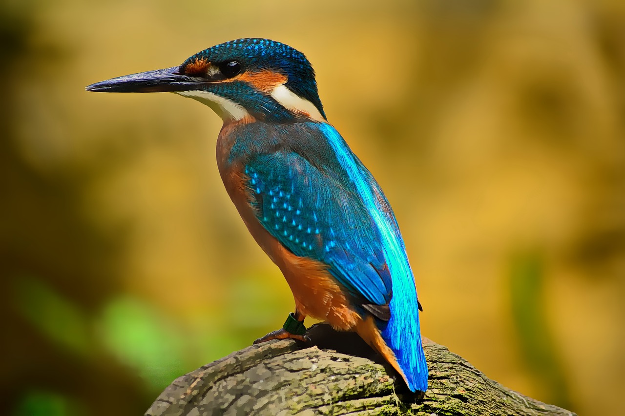 Image - kingfisher blue plumage nature