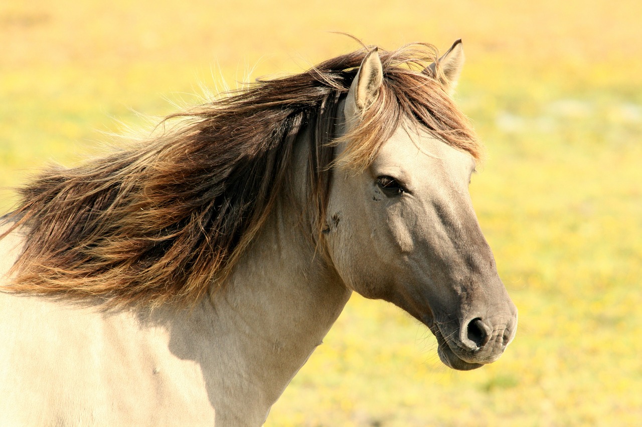 Image - horse pasture nature animals