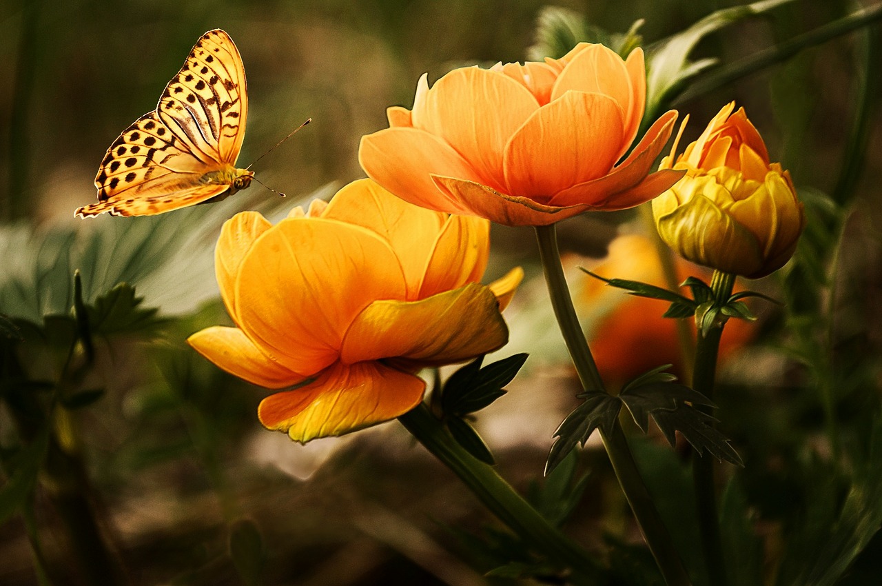 Image - flowers background butterflies