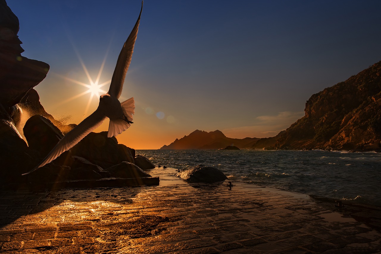 Image - sea seagull bird seevogel