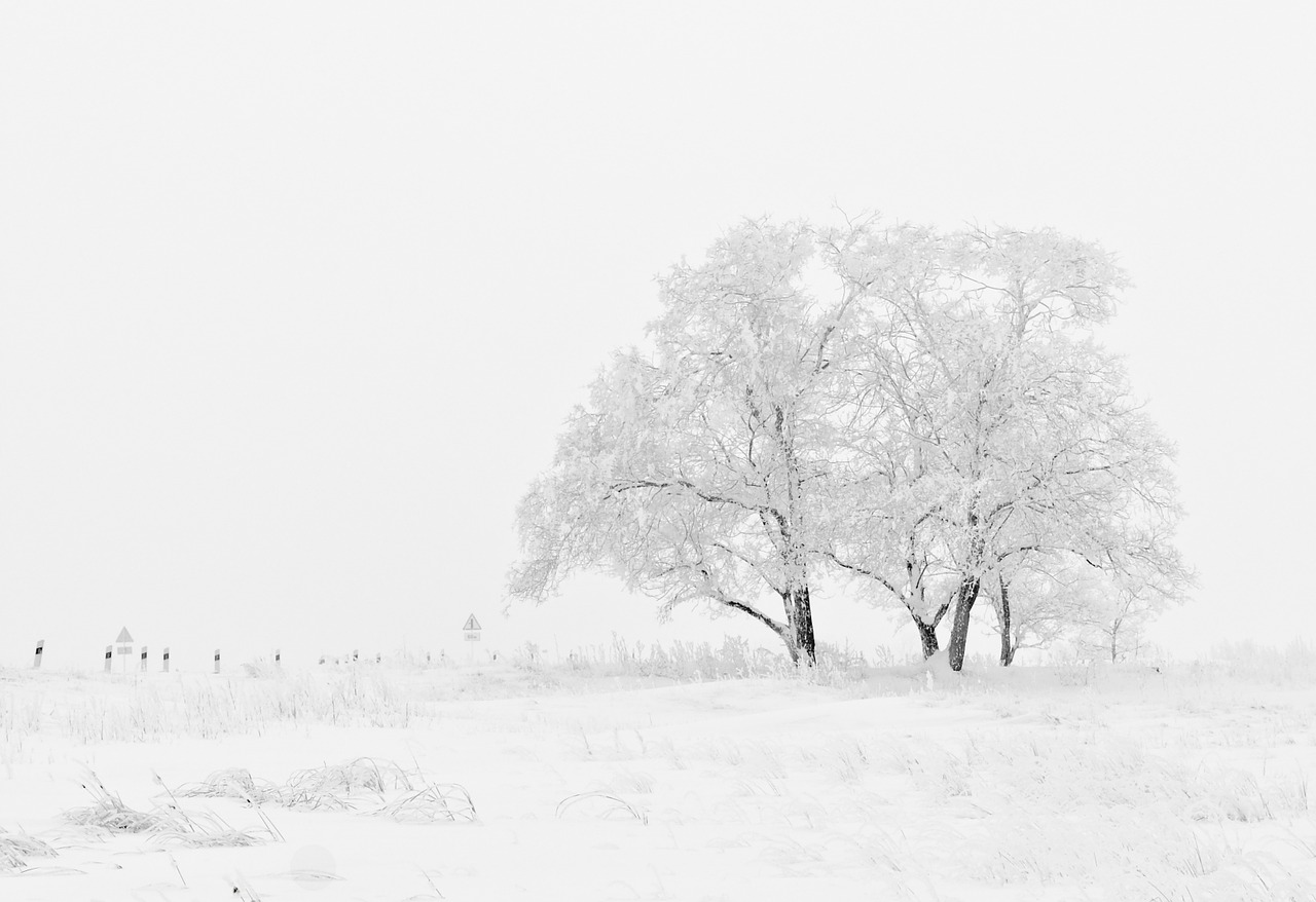 Image - winter nature season trees sky