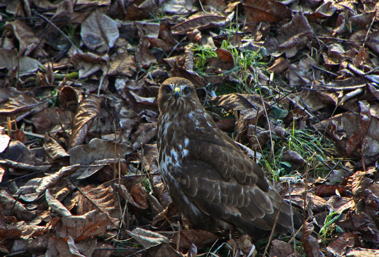 Image - bird of prey leaves bird raptor