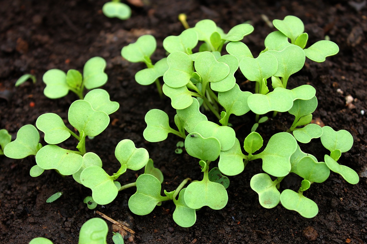 Image - bok choy growing planting vegetable