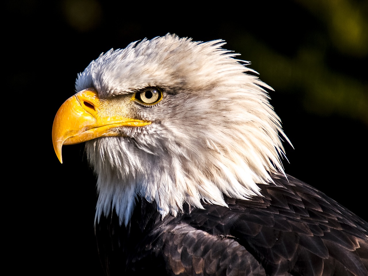 Image - adler white tailed eagle bald eagle