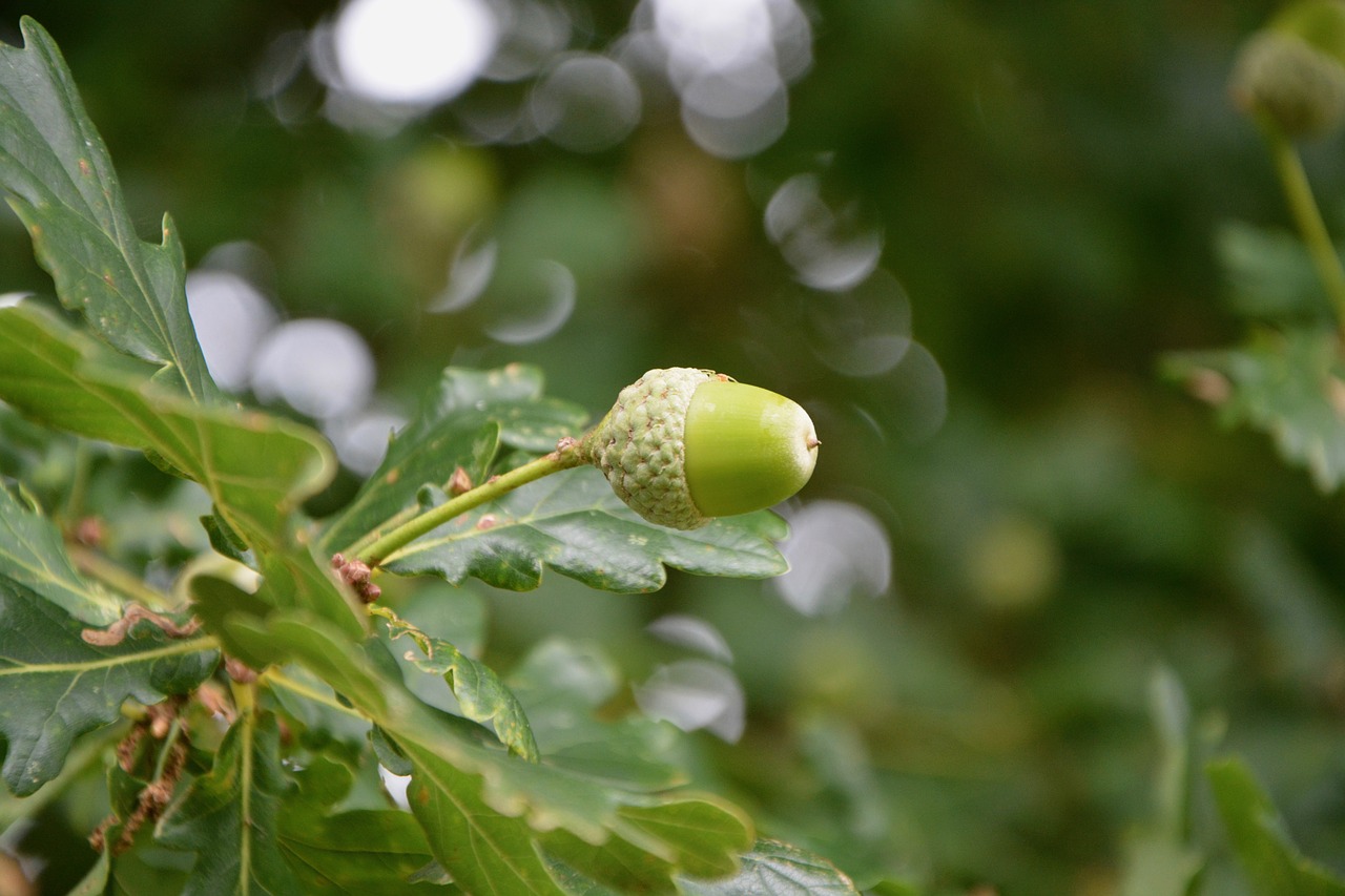 Image - oak acorn fruit leaves nature
