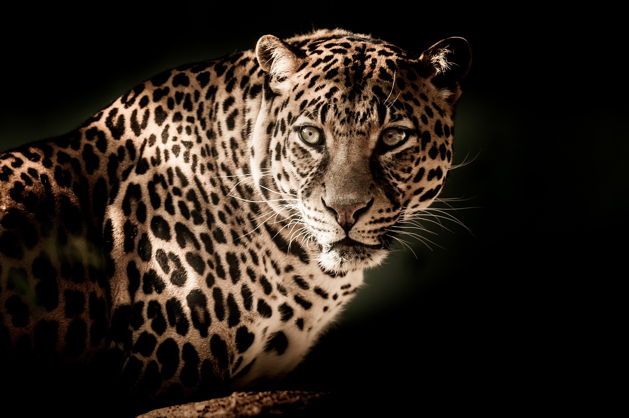Image - leopard close eyes menacing