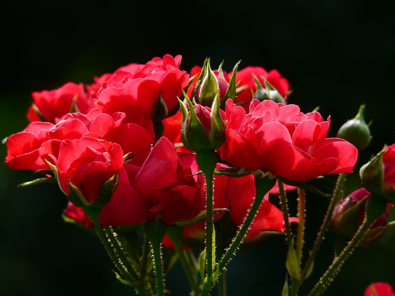 Image - red roses rose roses back light