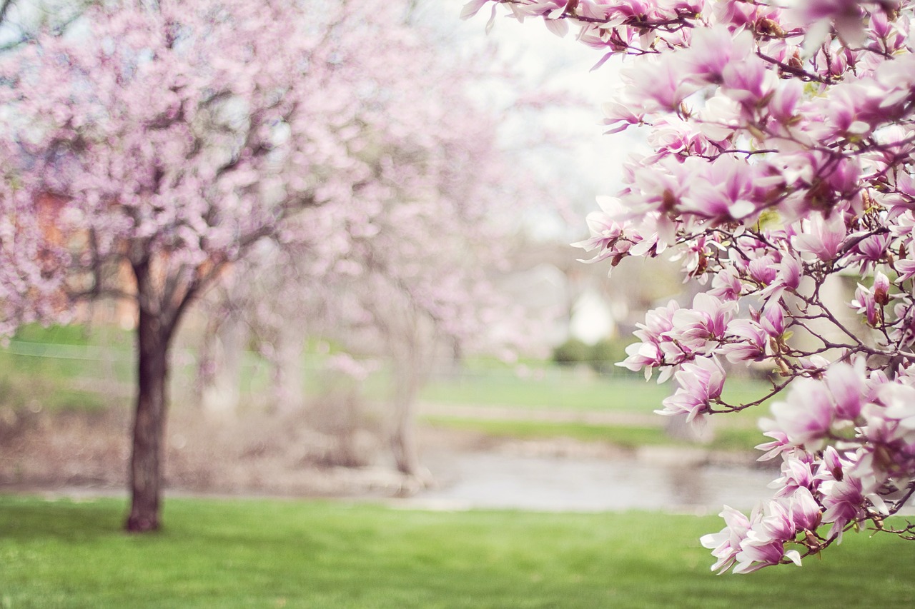 Image - magnolia trees springtime blossoms