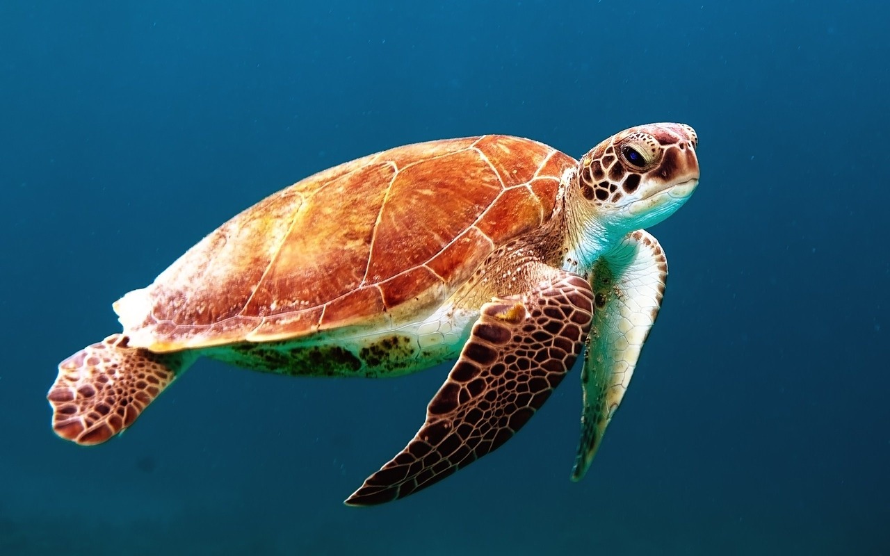 Image - turtle tortoise swim sea turtle