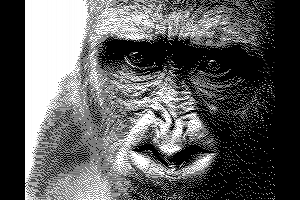 Gorilla by Authomat
