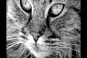 Cat by Authomat