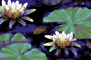 Water lilies by Jeremy