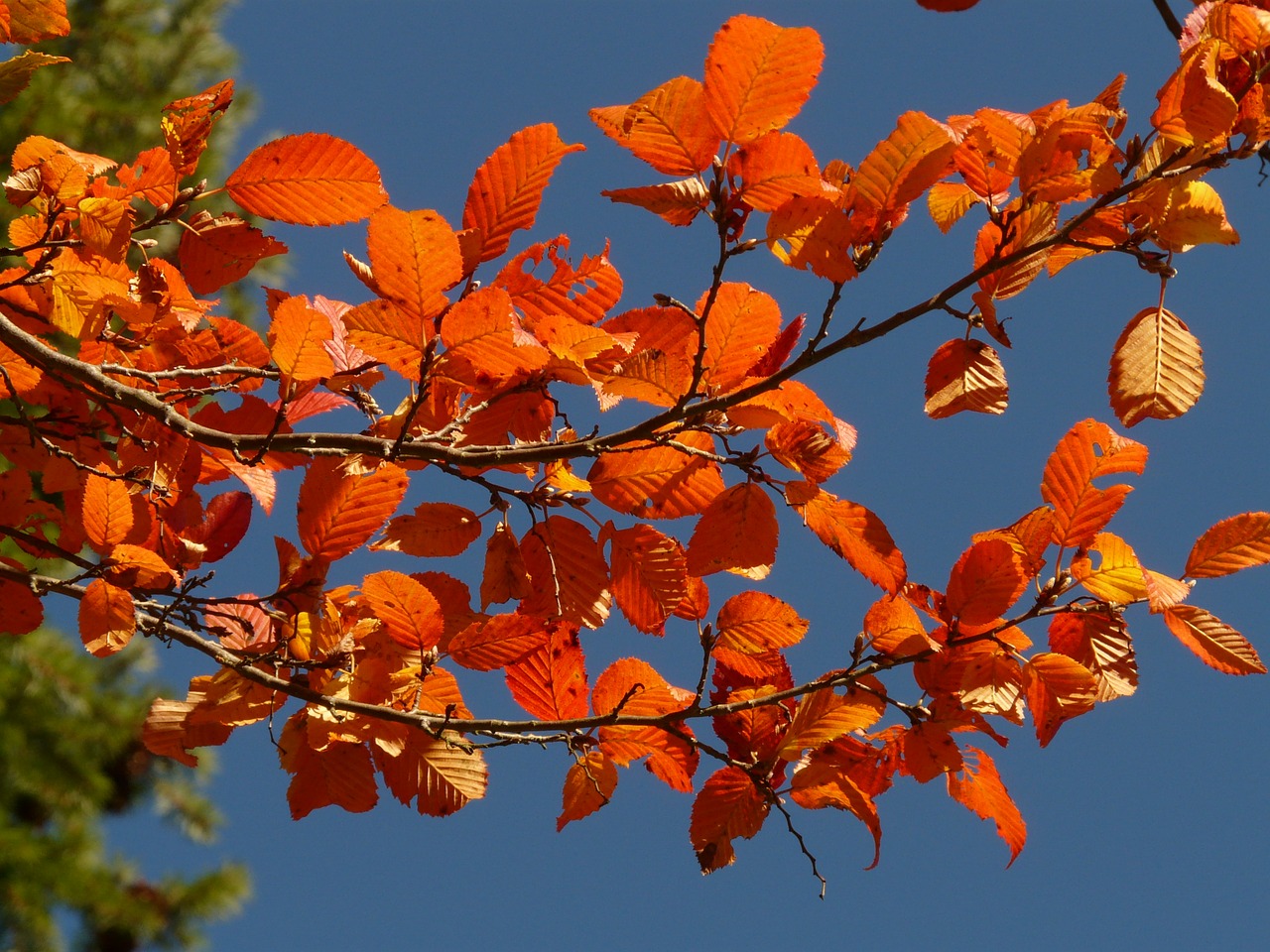 Image - autumn forest tree branch leaves