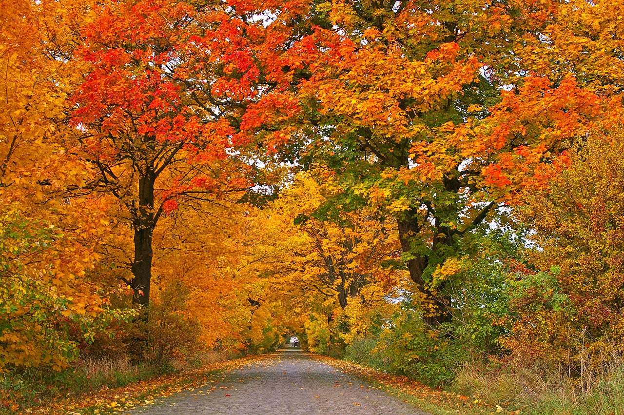 Image - autumn avenue trees away road