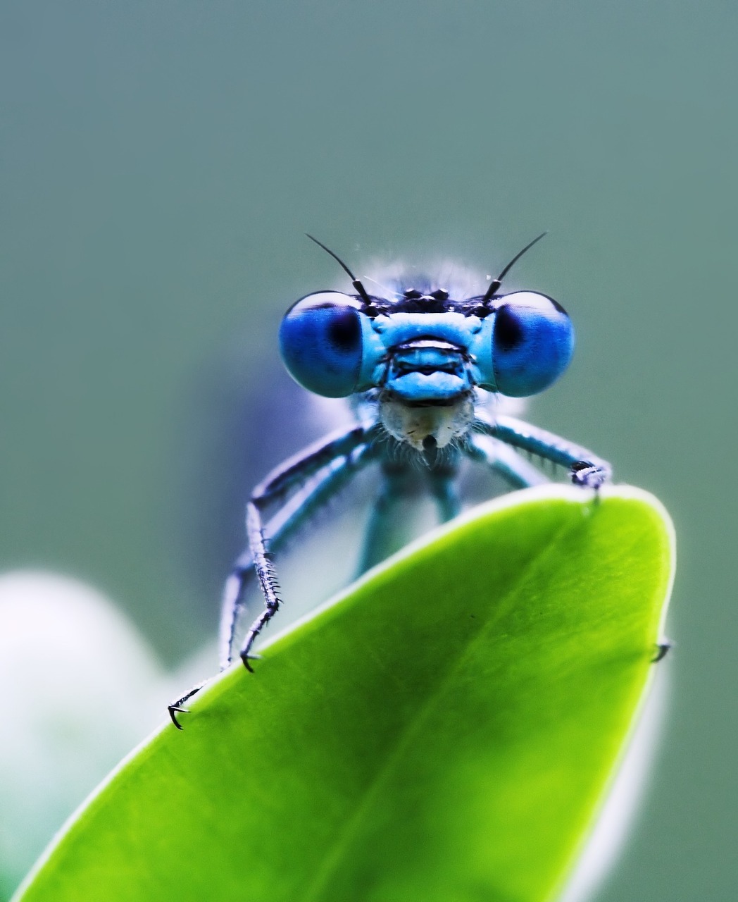 Image - dragonfly green blue leaf insect