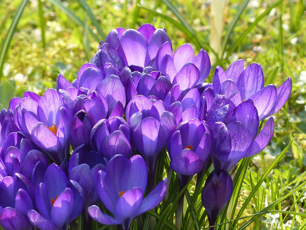 Image - crocus yellow purple violet blue