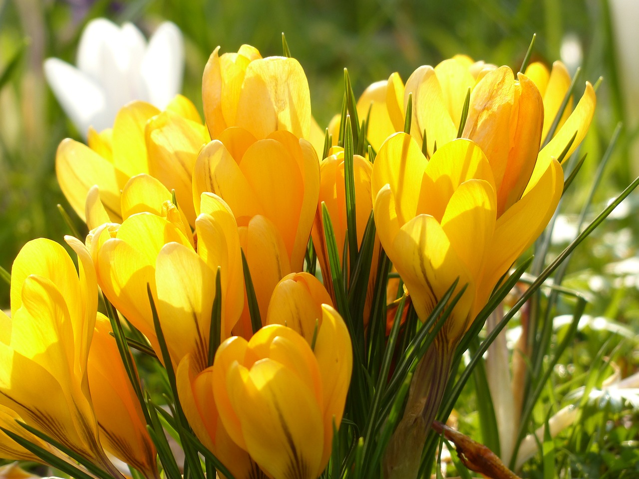 Image - crocus yellow white bloom blossom