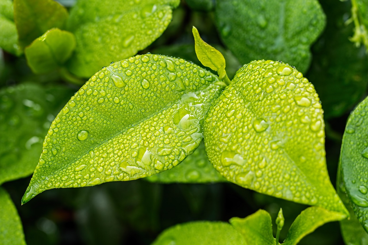 Image - leaf green foliage green leaves