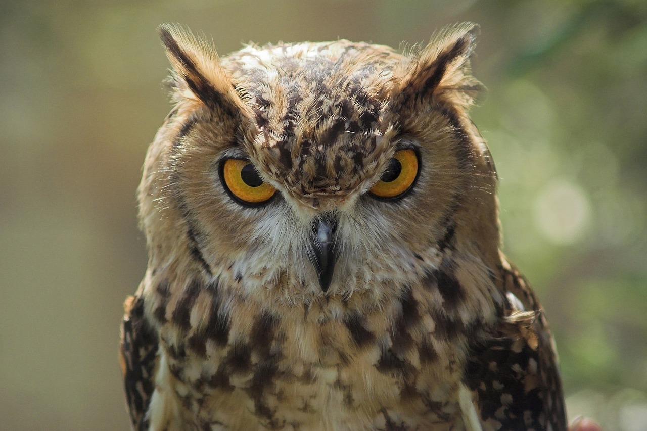 Image - owl bird wildlife portrait symbol