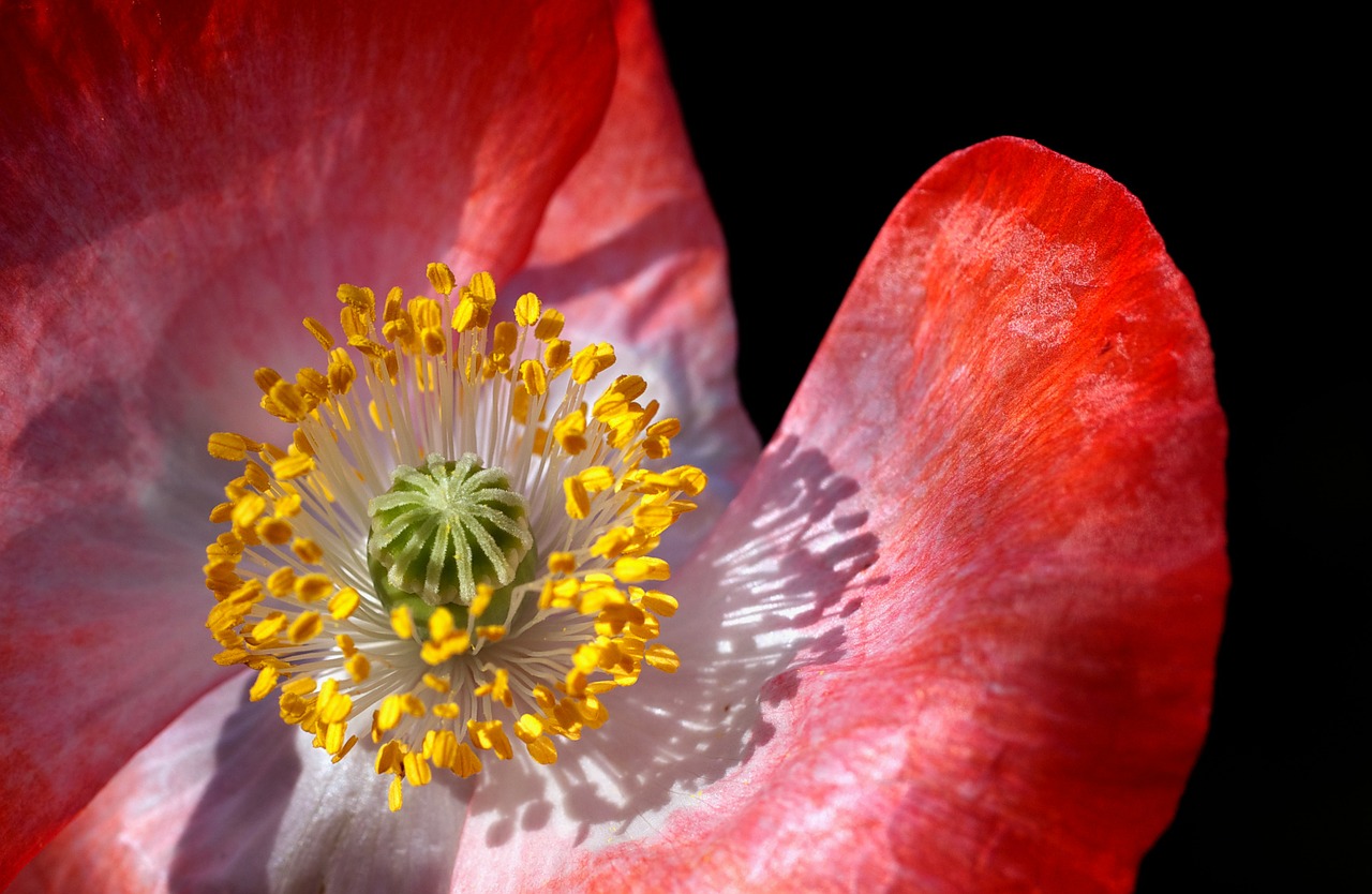 Image - poppy poppy flower macro close