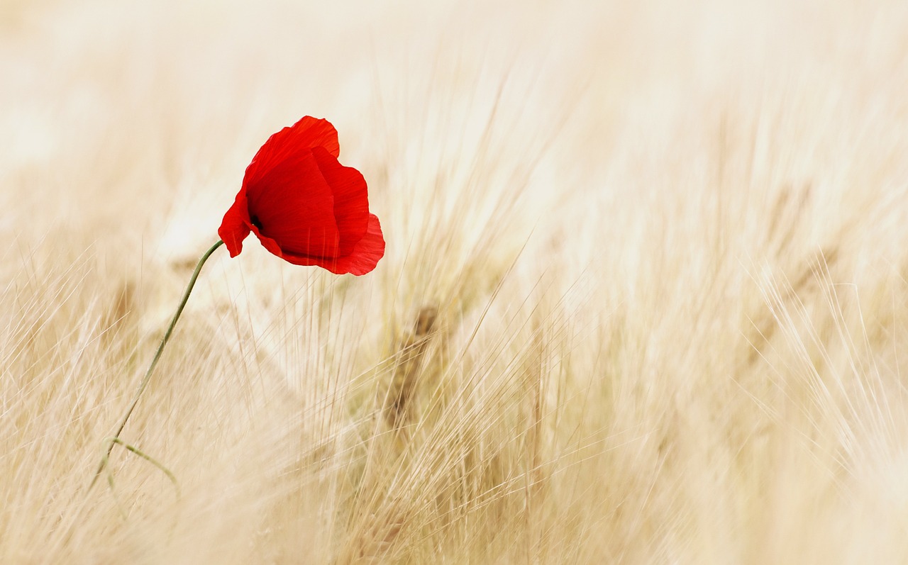 Image - cereals field ripe poppy