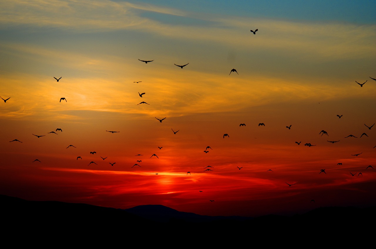 Image - sunset birds flying sky colorful