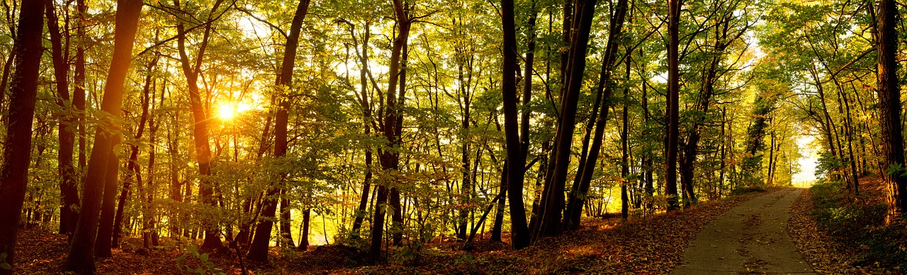 Image - sunrise forest forest path autumn