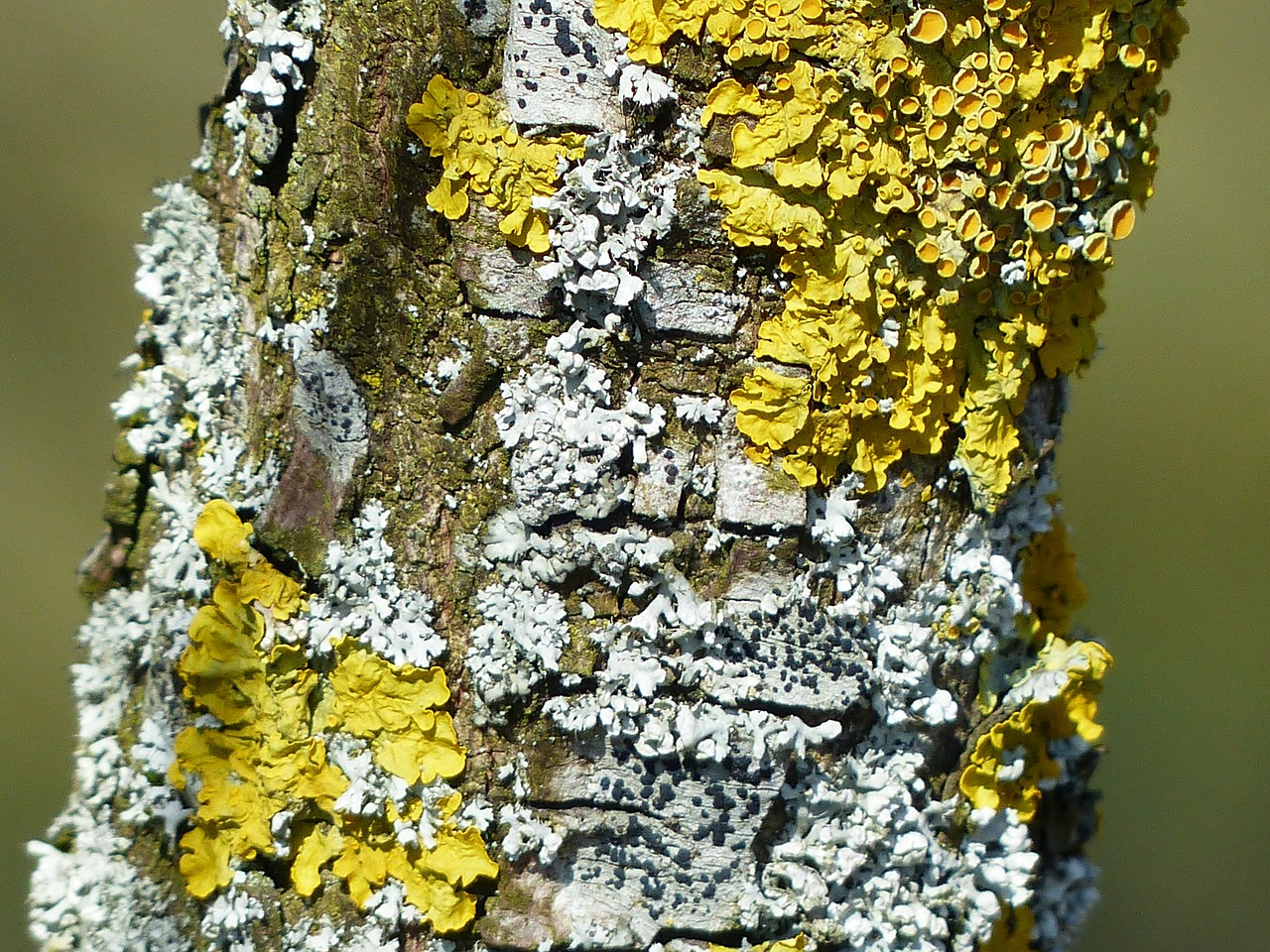 Image - lichen schuesselflechte leaf braid