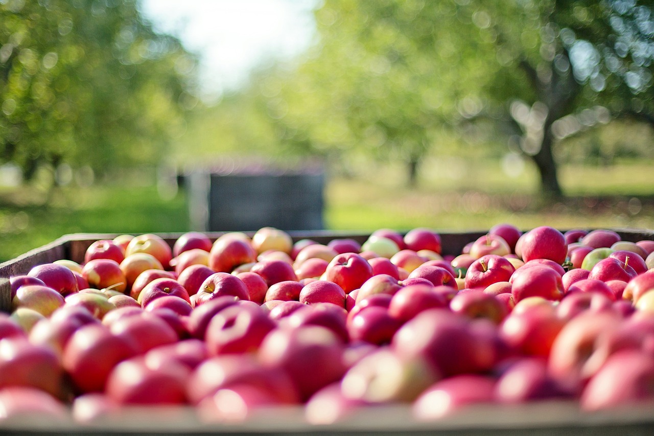 Image - apples fall autumn fruit nature