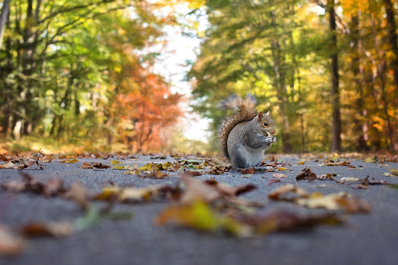 Image - squirrel fall autumn nature animal
