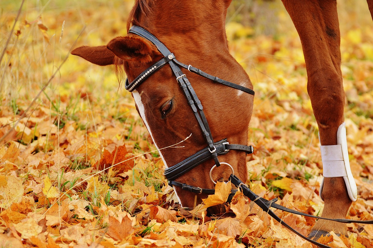 Image - horse animal ride reiterhof brown