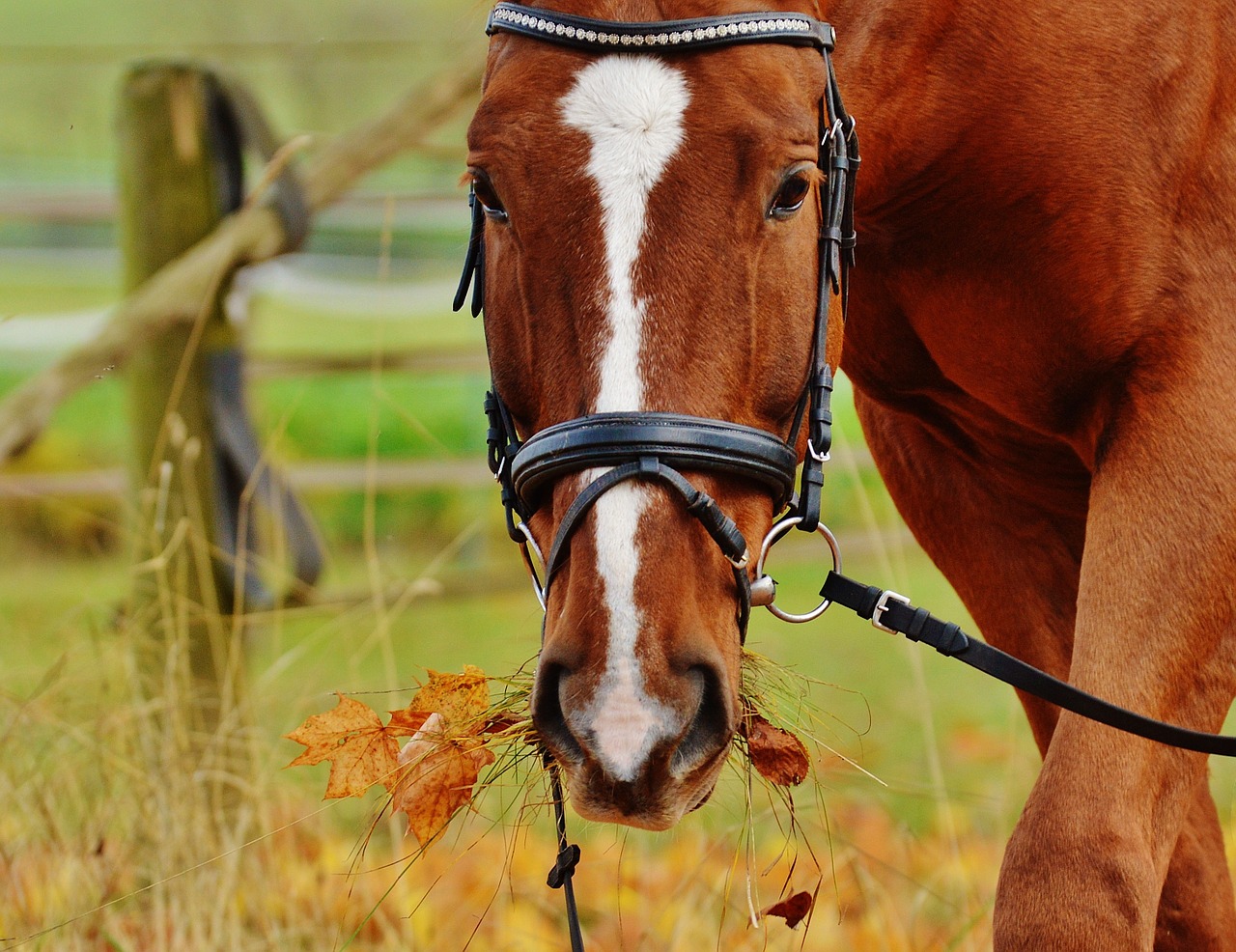 Image - horse animal ride reiterhof brown