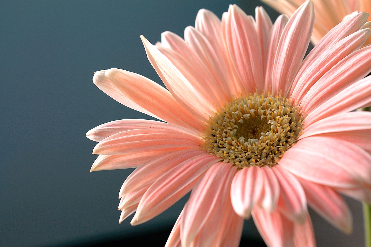 Image - gerbera daisy flower plant nature