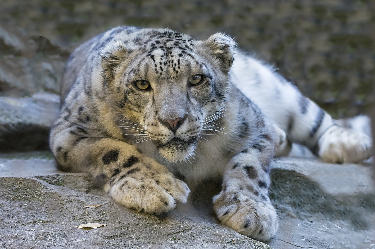 Image - snow leopard reclining staring