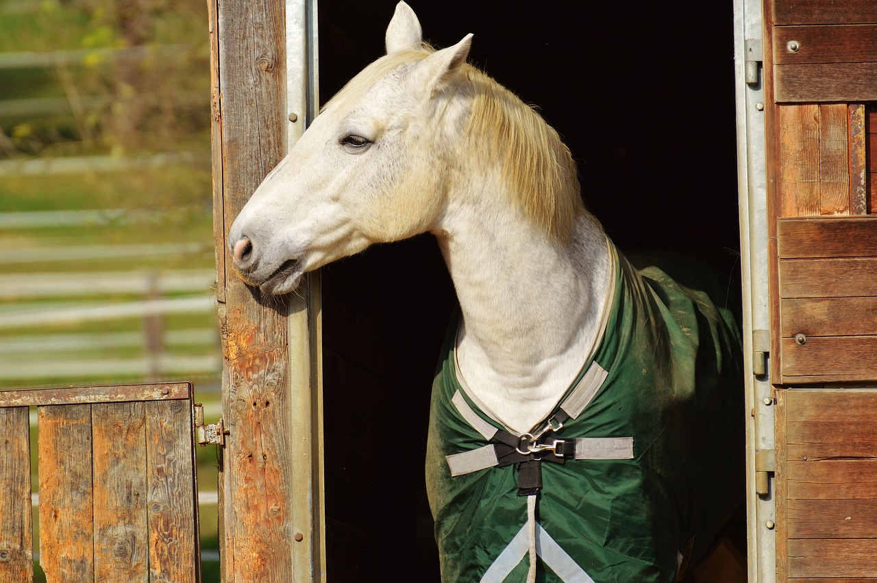 Image - horse animal ride reiterhof white