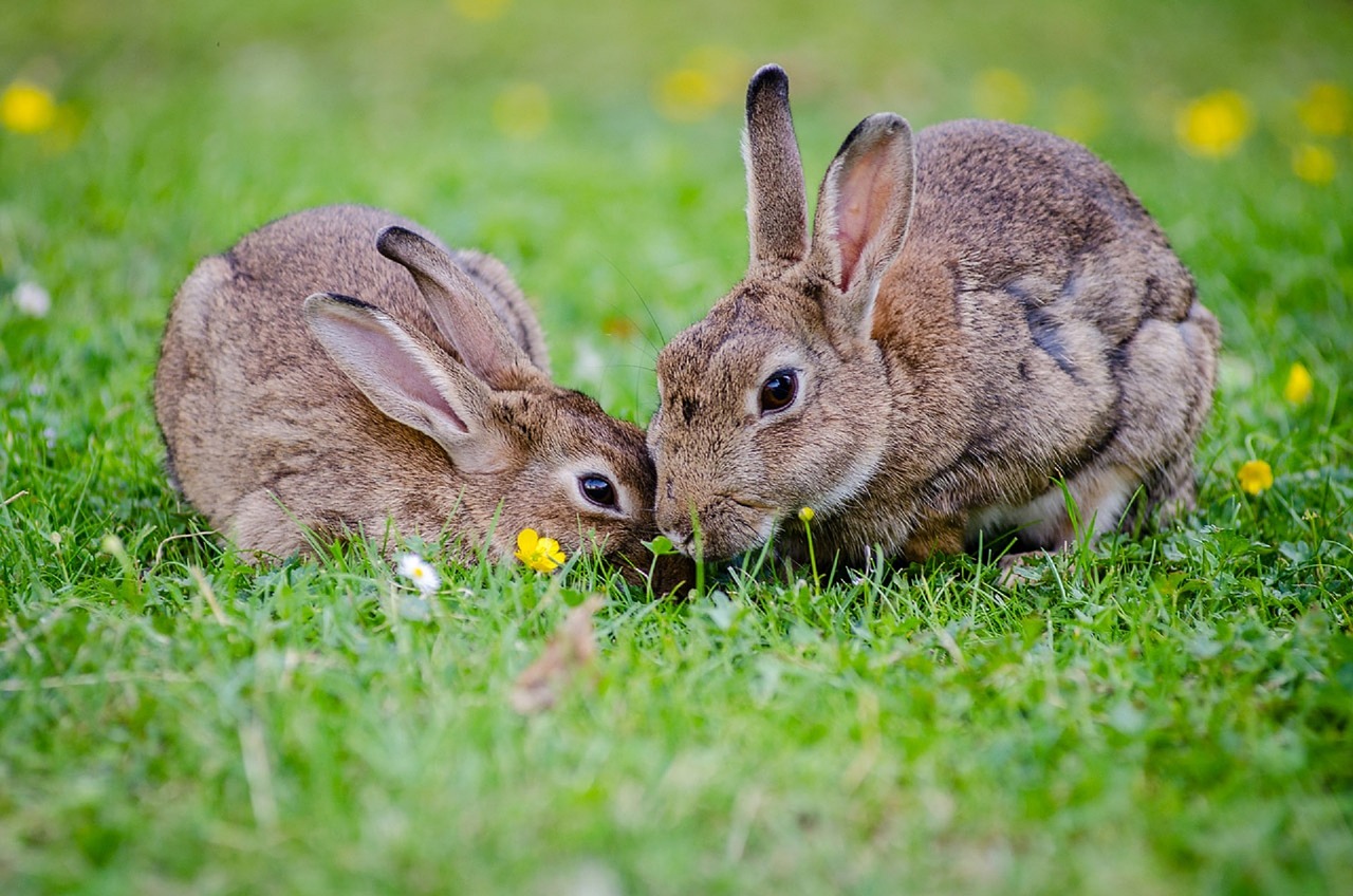 Image - european rabbits bunnies grass