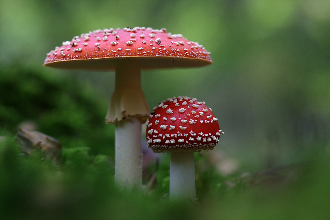 Image - fly agaric mushroom autumn