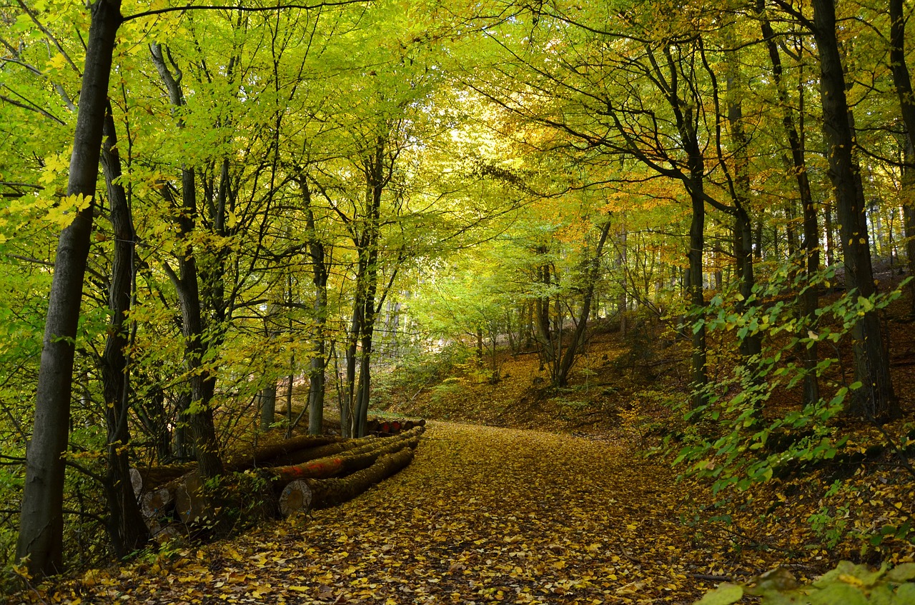 Image - autumn autumn forest forest