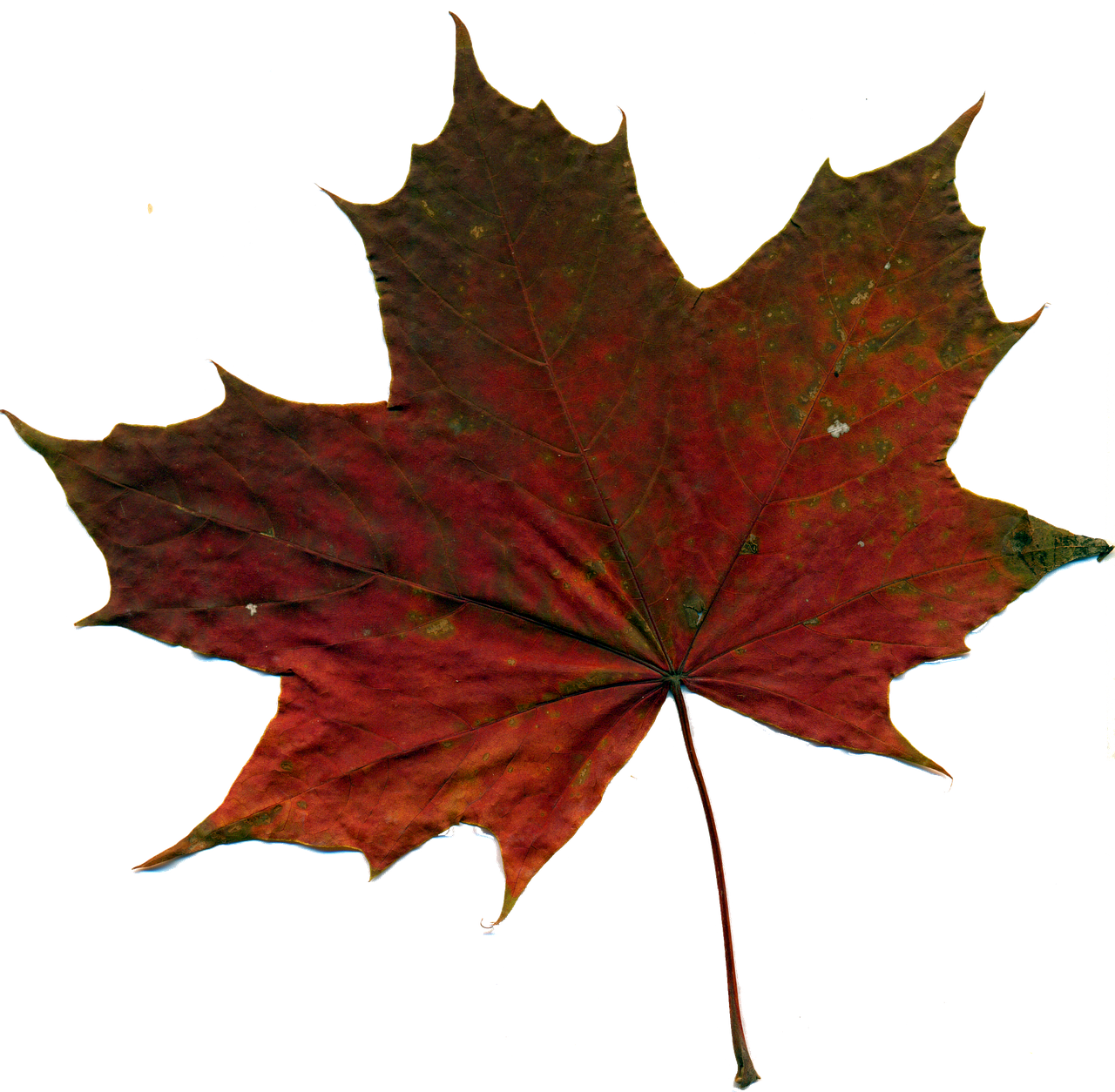 Image - sheet autumn leaf red leaves nature