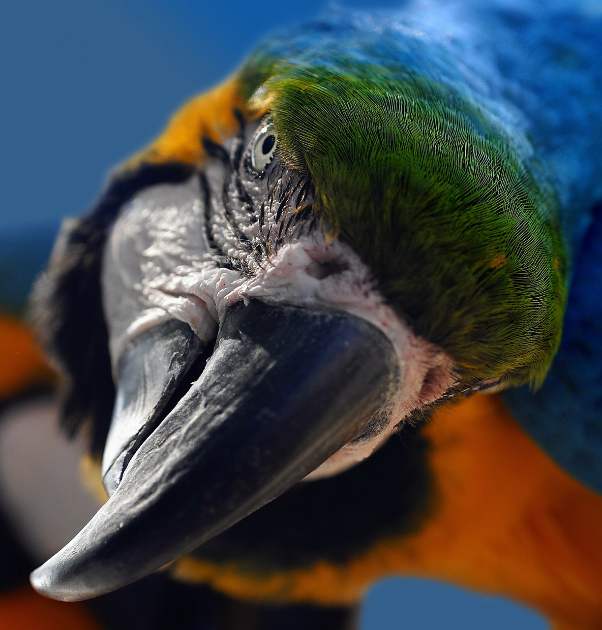 Image - ara yellow macaw parrot bird