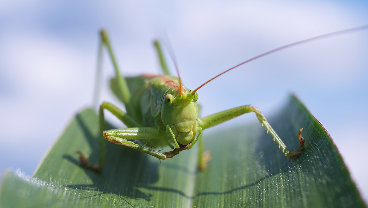 Image - viridissima grasshopper macro close