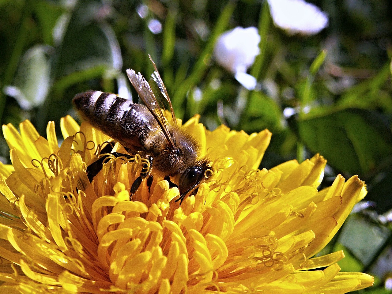 Image - bee dandelion macro spring nature