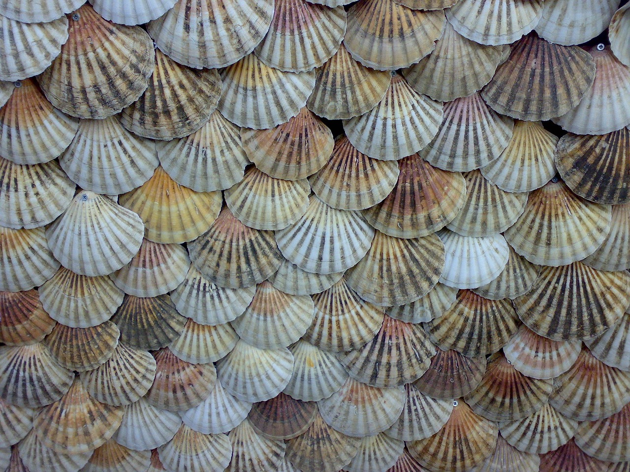 Image - shells scallops background