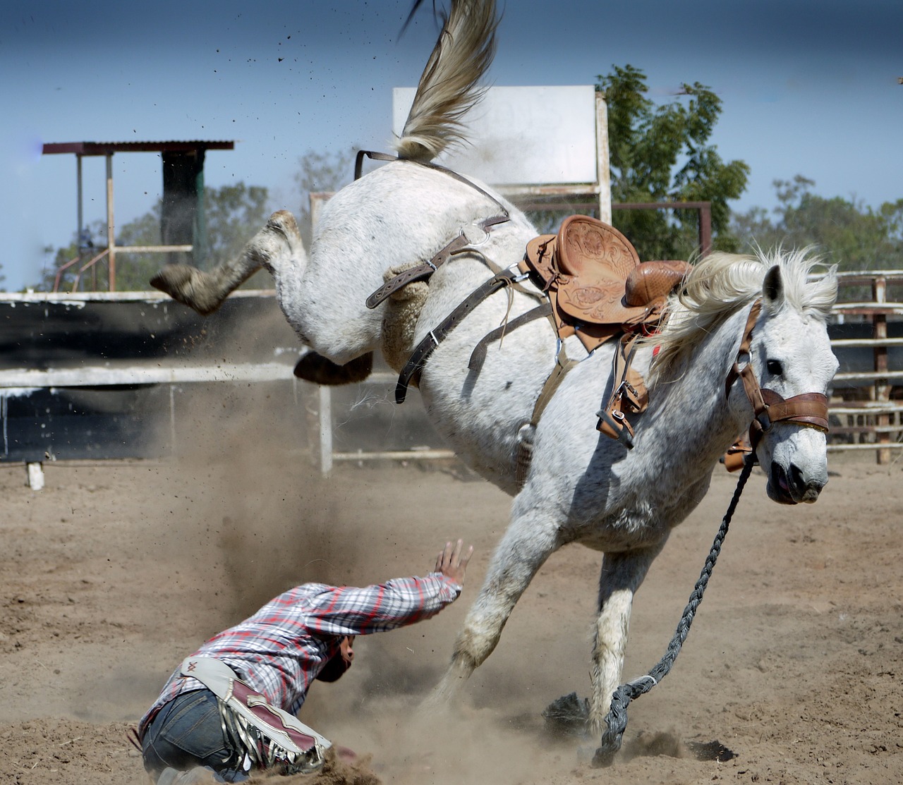 Image - rodeo horse white horse action shot