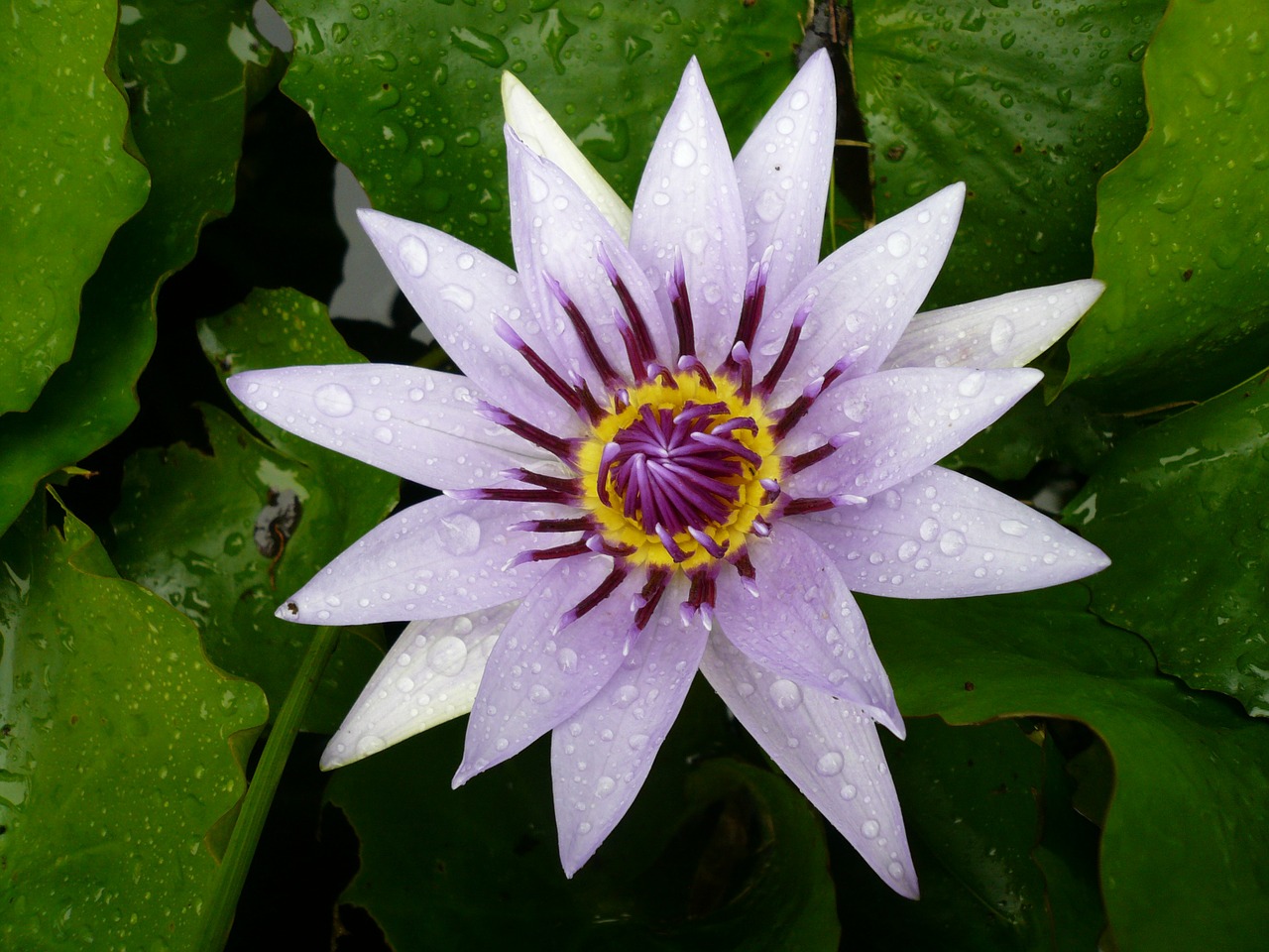 Image - flower water lily purple martinique