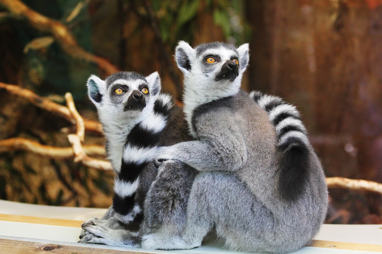 Image - animals lemurs wild nature